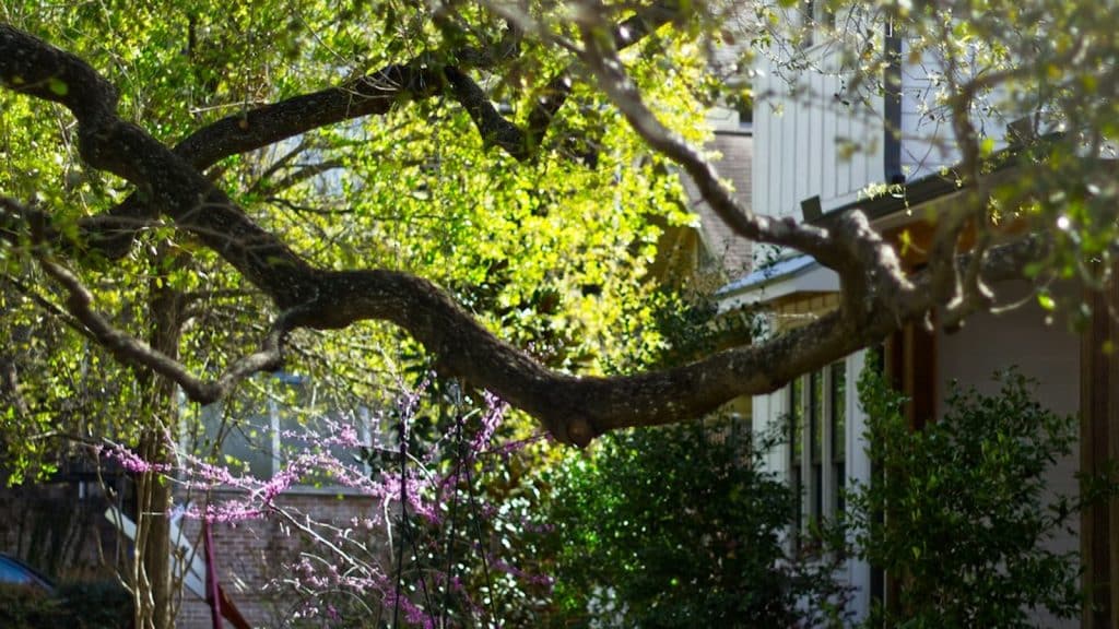 A Texas suburban home yard in warm morning light, illustrating a residential electricity customer